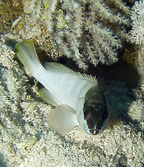 Epinephelus fasciatus