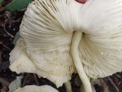 Leucocoprinus birnbaumii