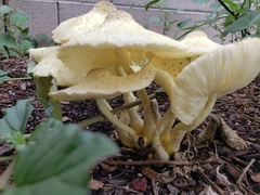Leucocoprinus birnbaumii