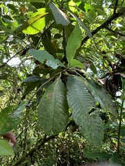 Saurauia scabrida