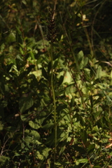 Dactylorhiza traunsteineri