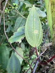 Monolena primuliflora