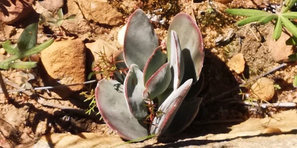 Crassula dubia