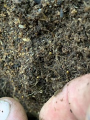 Pheidole xanthogaster