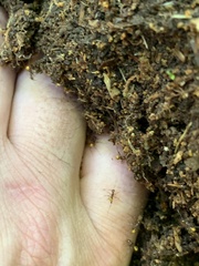 Pheidole xanthogaster