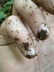 Pheidole xanthogaster