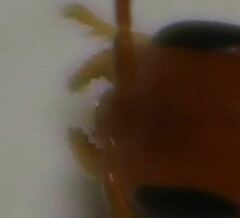 Pseudomyrmex seminole