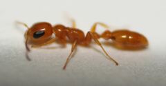 Pseudomyrmex seminole
