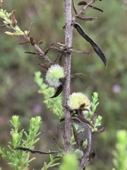 Rhopalomyia gemmaria