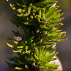 Cliffortia stricta