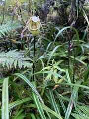 Phragmipedium pearcei