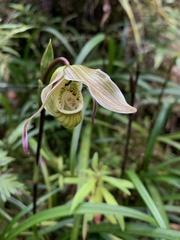 Phragmipedium pearcei