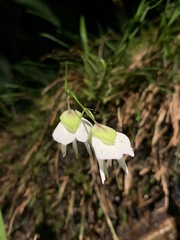 Utricularia asplundii
