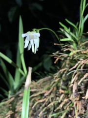 Utricularia asplundii