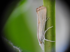 Xanthocrambus delicatellus