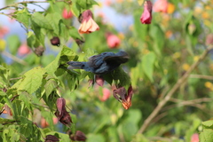 Diglossa caerulescens