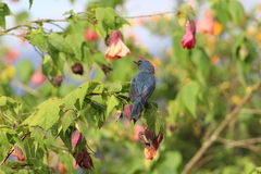 Diglossa caerulescens