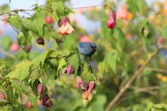 Diglossa caerulescens