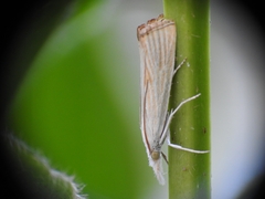 Xanthocrambus delicatellus