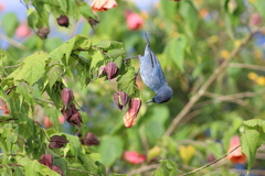 Diglossa caerulescens