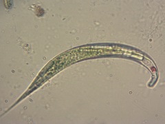 Euglena mutabilis