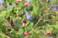 Diglossa caerulescens