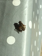 Helophilus pendulus