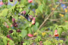 Diglossa caerulescens