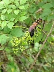 Hymenoptera