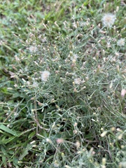 Erigeron divaricatus