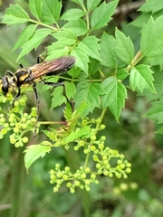 Hymenoptera