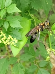 Hymenoptera