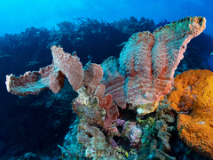 Cribrochalina vasculum