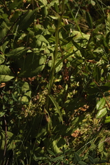 Dactylorhiza traunsteineri
