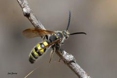 Xanthocampsomeris completa