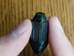 Dytiscus marginalis marginalis
