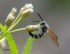 Xanthocampsomeris completa