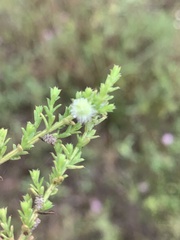 Rhopalomyia gemmaria