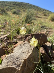 Cyanella alba flavescens