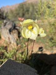 Cyanella alba flavescens