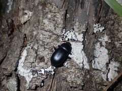 Coelometopus clypeatus