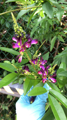 Millettieae