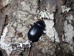 Coelometopus clypeatus