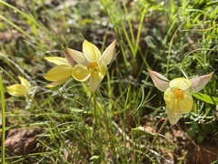 Cyanella alba flavescens