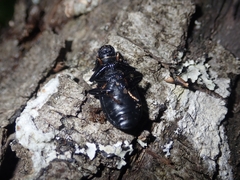 Coelometopus clypeatus