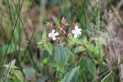 Chaetogastra ciliaris