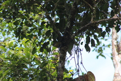 Chlorospingus flavopectus