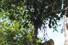 Chlorospingus flavopectus