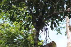 Chlorospingus flavopectus