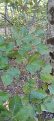 Fagus sylvatica
